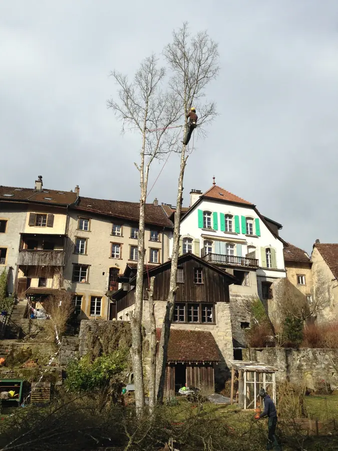 Taille, élagage et abattage